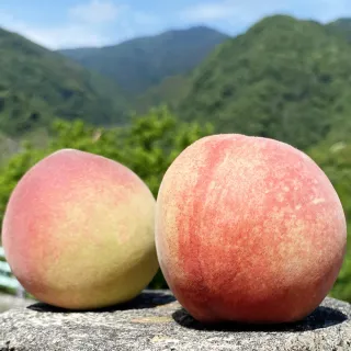 【初品果】拉拉山水蜜桃禮盒10顆x1盒(共10顆_食尚玩家推薦_產地直送_母親節送禮_企業採購)