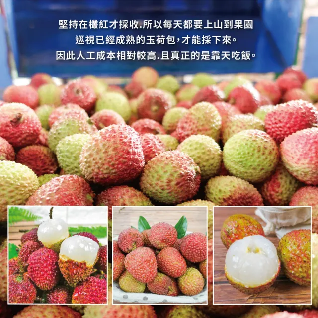 【初品果】高雄大樹玉荷包禮盒3斤x6盒(外銷等級32mm-35mm_顆粒_冷藏_鳳荔文化獎_端午禮盒)