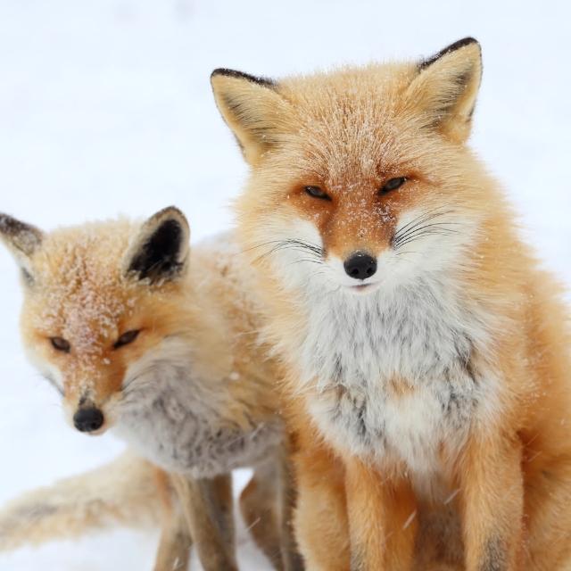 【喜鴻假期】★北海道道東銀白雪世界５日★熱氣球、富良野戲雪、狐狸村、美瑛青池、札幌燈節、螃蟹美人湯
