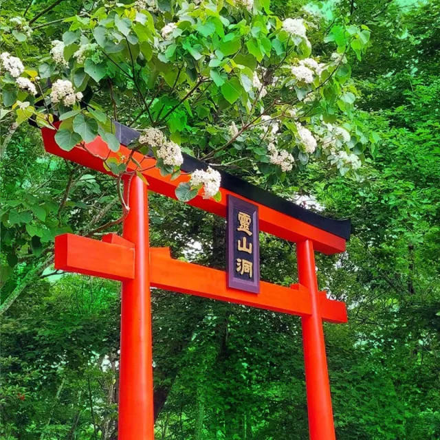【西湖渡假村】夢幻桐花季★門票399(贈12歲以下兒童免費+餐飲抵用券)