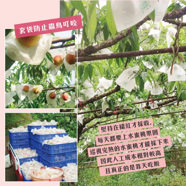 【初品果】拉拉山水蜜桃禮盒12顆x2盒(共24顆_食尚玩家推薦_產地直送_母親節送禮_企業採購)