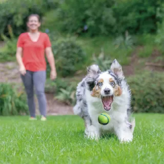 【Petmate】CHUCKIT 彈力球-培根/花生味(犬/狗玩具/互動玩具/訓練/玩具球)