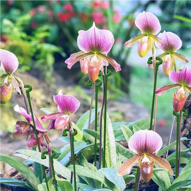 【POKO】植物支撐桿 蘭花支撐架 10入(27cm固定架 爬藤 園藝支撐桿 觀葉植物 園藝用品固定架)