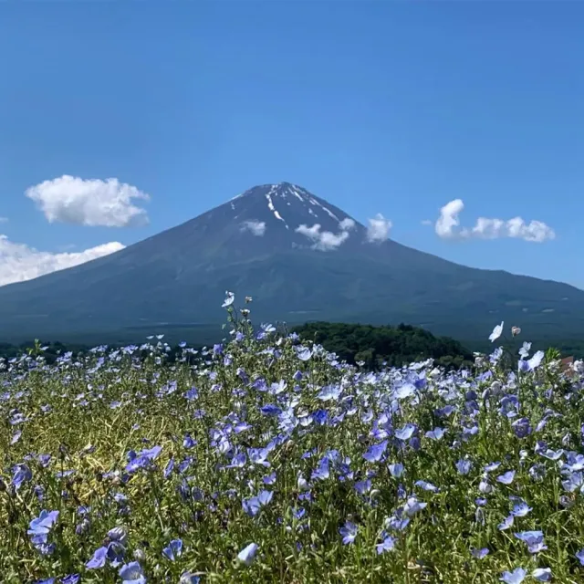 【PlayEZ 美好假期】東京富士風雅5日．纜車美景．忍野八海與都會新地標巡禮