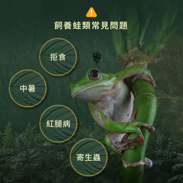 【WeWant 威旺】青蛙用益生菌+益生元-超能7菌配方 50g/罐(青蛙保健/青蛙益生菌/適口性佳)
