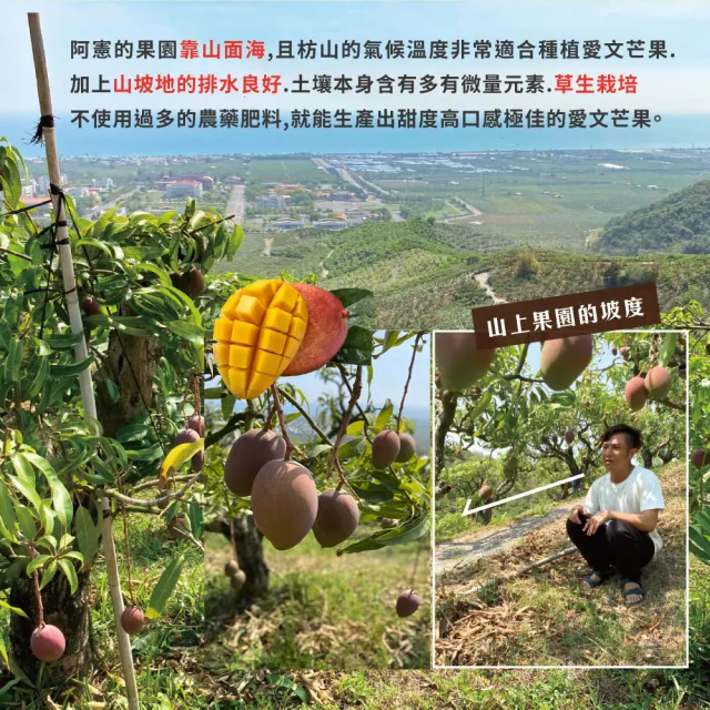【初品果】屏東青農楊忠憲-枋山阿憲愛文芒果禮盒5斤9-12顆x2盒(中小果_山頂上的愛文芒果_禮盒)