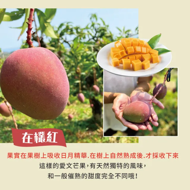 【初品果】屏東青農楊忠憲-枋山阿憲愛文芒果10斤18-24顆x1箱(現貨出貨_山頂上的愛文芒果 禮盒)
