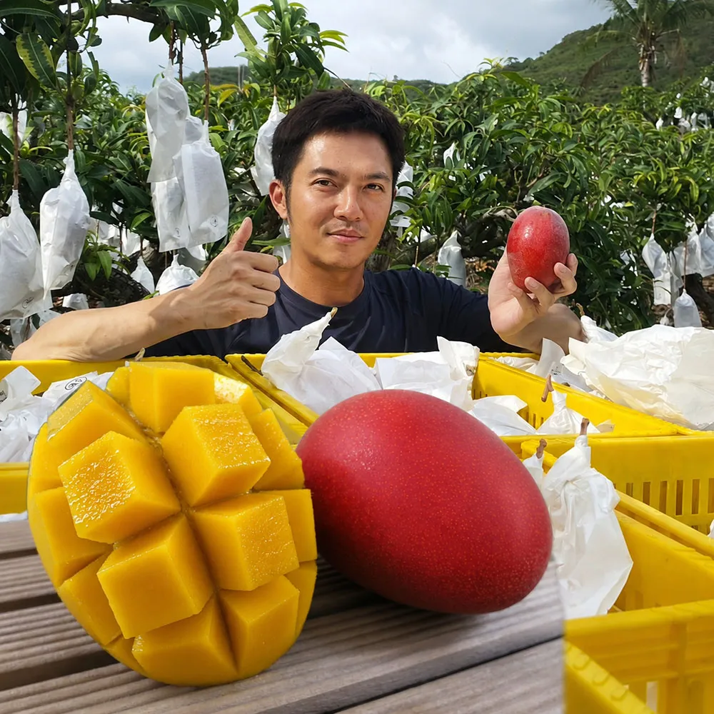 【初品果】屏東青農楊忠憲-枋山阿憲愛文芒果10斤18-24顆x1箱(現貨出貨_山頂上的愛文芒果 禮盒)