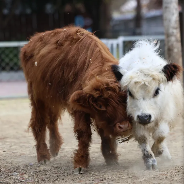 南投水与松萌萌園|幼兒票★萌寵動物大集合親子出遊首選(含在地小禮物兌換券)
