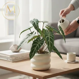 【Floral M】居家綠意滴水觀音25cm仿真植栽含花器(人造植栽/仿真樹/室內佈置/居家裝飾/桌上型植栽)