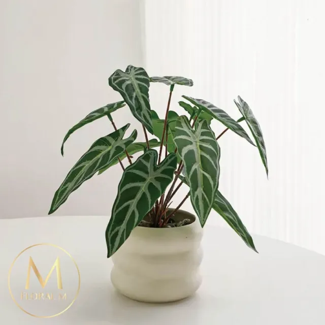 【Floral M】居家綠意滴水觀音25cm仿真植栽含花器(人造植栽/仿真樹/室內佈置/居家裝飾/桌上型植栽)