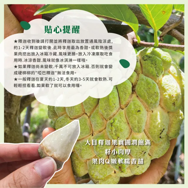 【初品果】台東知本大目釋迦含箱重10斤13-14顆x1箱(產地直送/送禮/禮盒/水果禮盒)