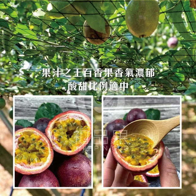 【初品果】南投埔里吊網百香果AA級禮盒含箱5斤x1盒(產地直送/送禮/禮盒/水果禮盒)