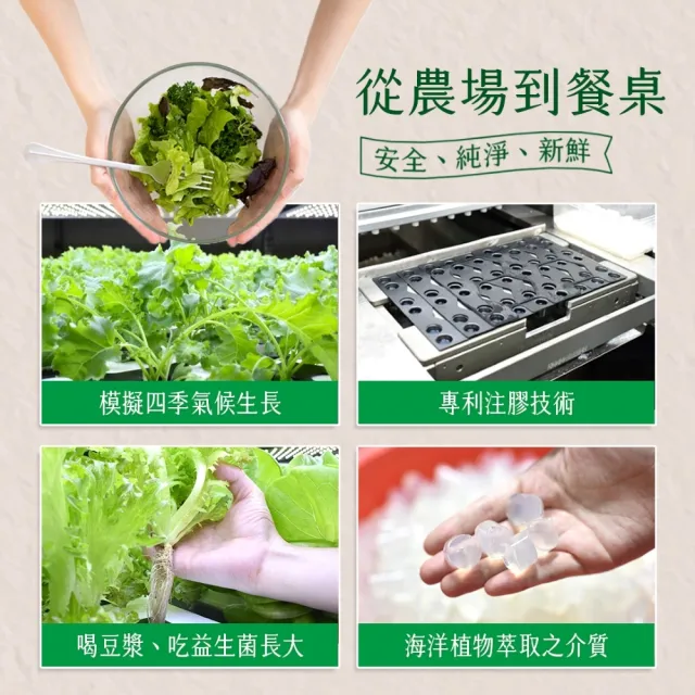 【源鮮智慧農場】芝麻葉生菜沙拉箱 (芝麻葉｜生菜沙拉｜水耕蔬菜｜蔬菜｜水耕生菜沙拉)