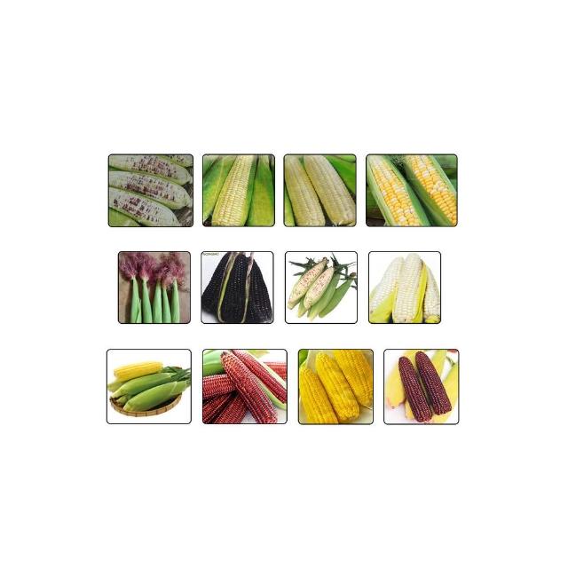 【蔬菜工坊】玉米種子系列-各包裝數量詳見內文及圖片說明(水果玉米 玉米筍 糯玉米 超甜玉米)