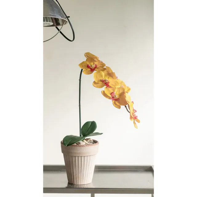 【Hutte】Orchid Garden Gift Box 擬真日本瀑布蝴蝶蘭禮盆 (Bergspotter D16cm)
