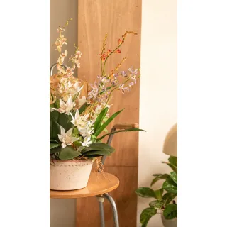 【Hutte】Orchid Garden Gift Box 擬真蘭園禮盆 (Bergspotter Helena)