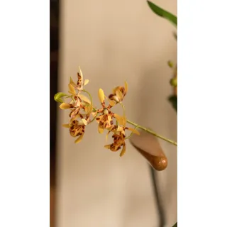 【Hutte】Orchid Garden Gift Box 擬真蘭園禮盆 (Bergspotter Helena)