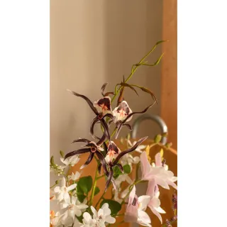 【Hutte】Orchid Garden Gift Box 擬真蘭園禮盆 (Bergspotter Daisy)