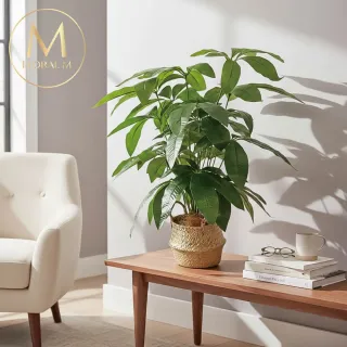 【Floral M】財源滾滾發財樹70cm仿真植栽(贈編織籃)(人造植栽/仿真樹/室內佈置/居家裝飾/桌上型植栽)