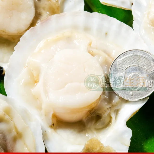 【鮮綠生活】鮮美大扇貝 共5包(300g±10%/包 約7-10顆/包)