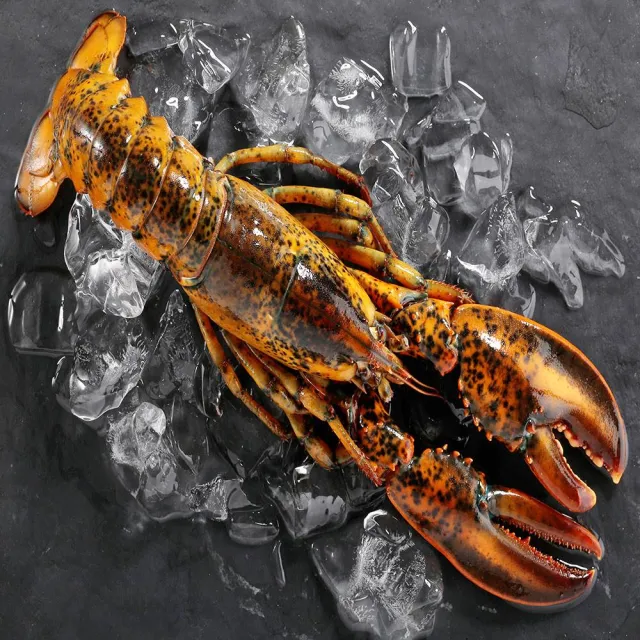 【華得水產】活凍特大波士頓龍蝦2尾(700-750g/尾 春節照常出貨)