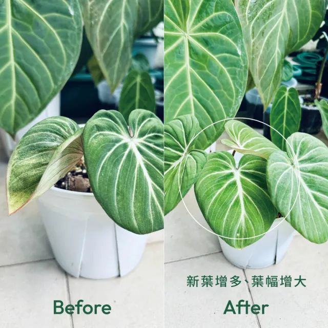 【1%植物關鍵】1%植物營養精華60ml*5(觀葉植物肥料 室內盆栽液肥 多肉植物養分 居家植栽營養劑 營養液)