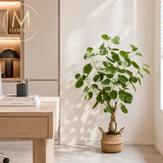 【Floral M】金幣滿堂招財樹100cm仿真植栽(贈編織籃)(人造植栽/仿真樹/室內佈置/居家裝飾/桌上型植栽)