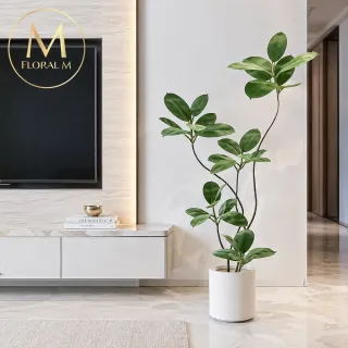 【Floral M】吉祥如意大葉榕180cm大型仿真植栽(贈花盆)(仿真樹/免澆水/室內佈置/居家裝飾/招財擺設)
