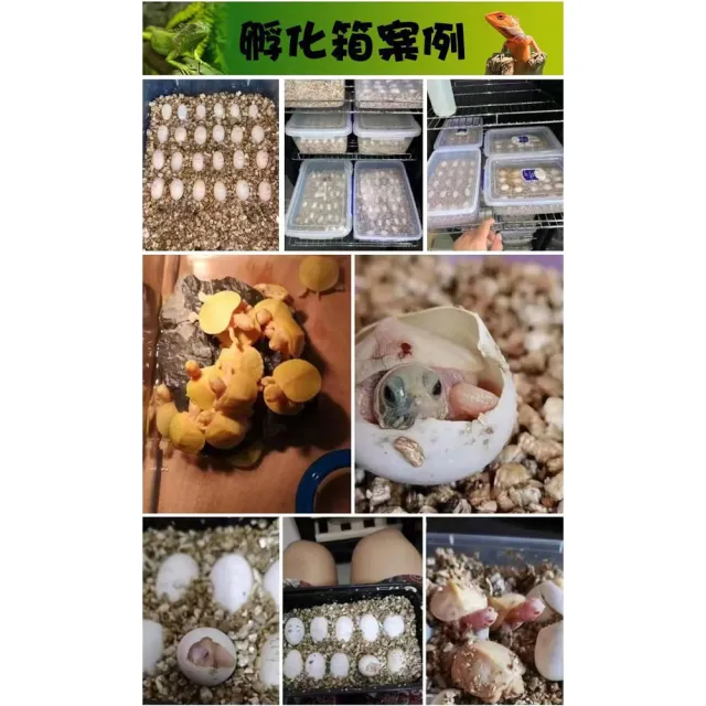 【RTAKO】寵物孵化箱 爬寵孵化機 恆溫孵化櫃 23L 智能孵化器 恆溫櫃 觸控調節 櫃腳可調 恆溫箱 孵蛋器