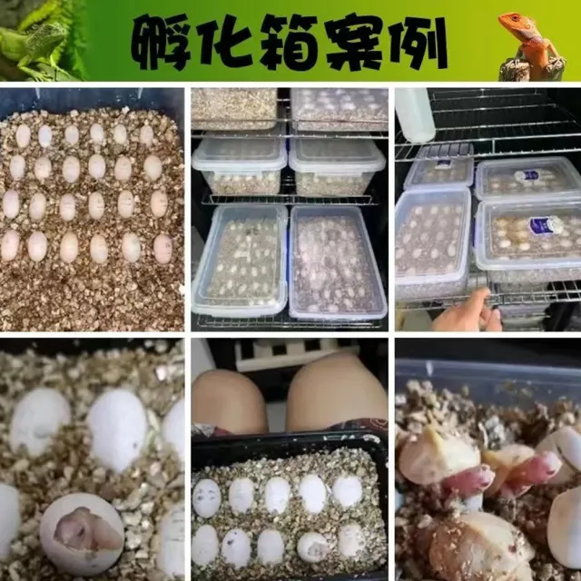 【RTAKO】寵物孵化箱 爬寵孵化機 恆溫孵化櫃 78L 智能孵化器 恆溫櫃 觸控調節 櫃腳可調 恆溫箱 孵蛋器