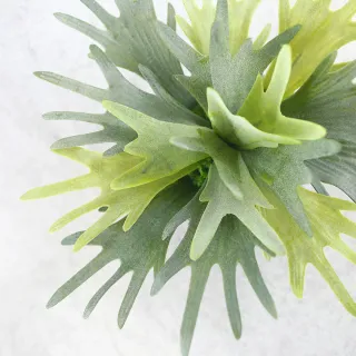 【HUGO DECO 榆果傢飾】高擬真鹿角蕨盆栽(擬真植物/禮物/綠化/永不凋零/佈置/蕨類)