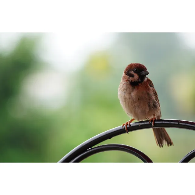 【SONY 索尼】E 70-350 mm F4.5-6.3 G OSS SEL70350G (公司貨) 望遠變焦鏡 APS-C 無反微單眼鏡頭