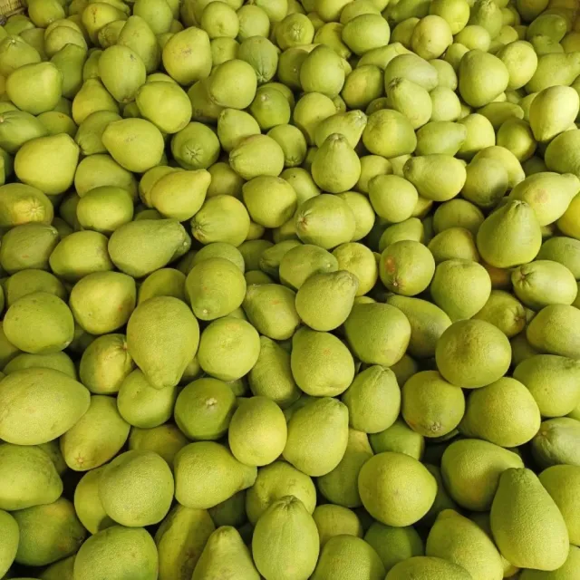 【黑貓嚴選】《李文粒果園》麻豆文旦3kg(7-9入/箱 60年老欉 產地直送 中秋 柚子 禮盒)