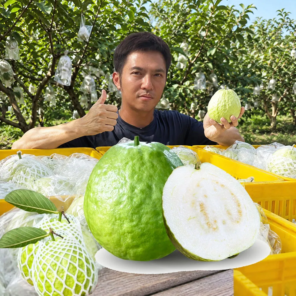 【初品果】各大媒體專訪 青農楊忠憲 牛奶珍珠芭樂禮盒8斤x1箱(大小粒數不限 冷藏宅配 屏東產地直送)