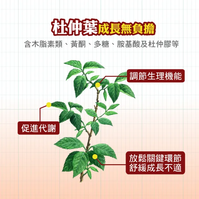【順天本草】長大人成長膠囊 活力加分組-女方(成長膠囊60顆/盒x2-青木瓜、成長關鍵、順天堂集團、調整體質)