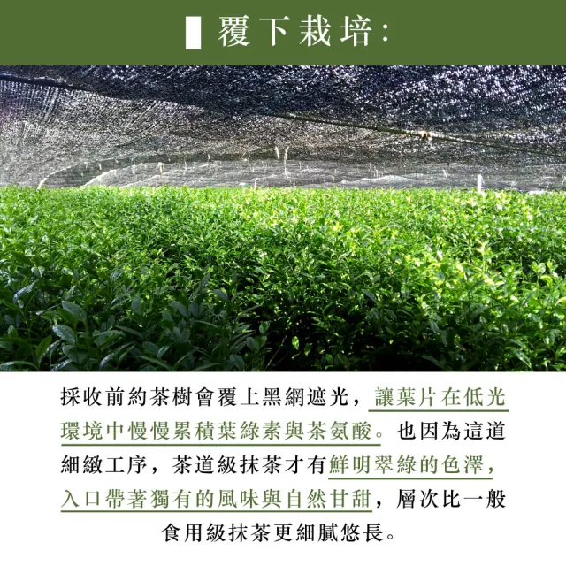 【伊藤園】Oi Ocha茶道級抹茶30g(罐裝) x 3入組