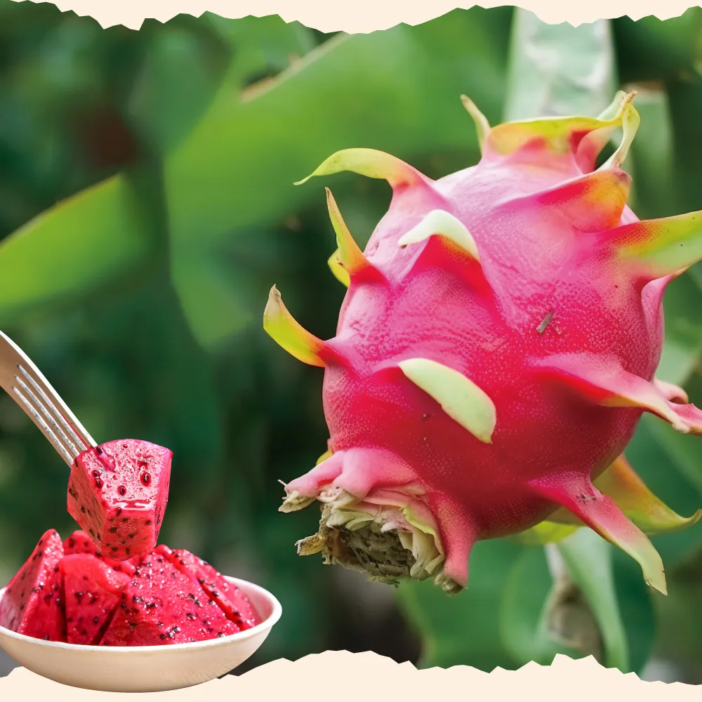 【初品果】台南白河紅肉火龍果含箱5斤6-9顆x1盒(含豐富紅甜花素_清甜多汁)