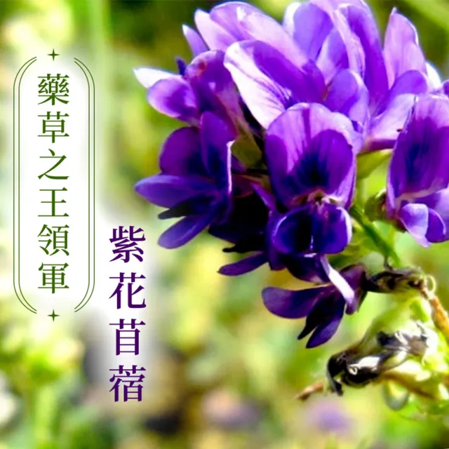 【iVENOR】十時塑孅檸茶x2盒(共20包)