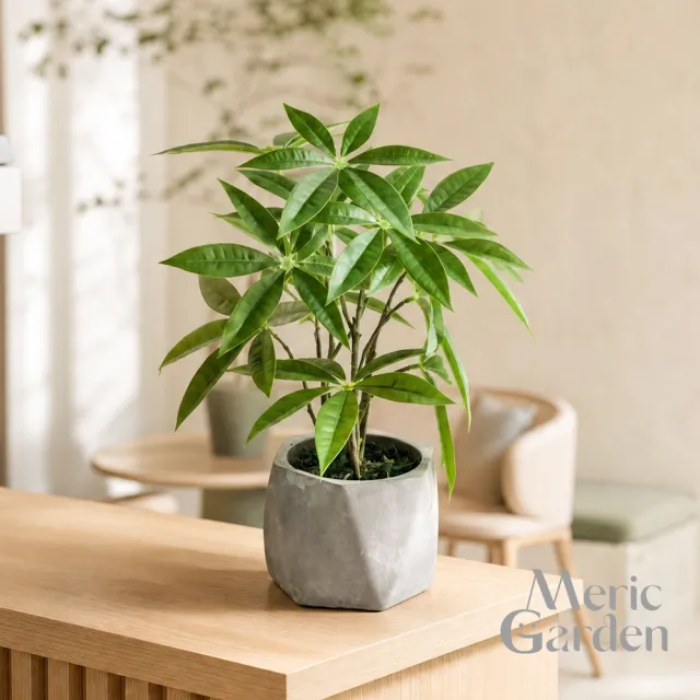 【Meric Garden】高仿真招財發財樹療癒手工水泥小盆栽 (辦公室必備 招財樹 仿真植物 微景觀 招財必備)