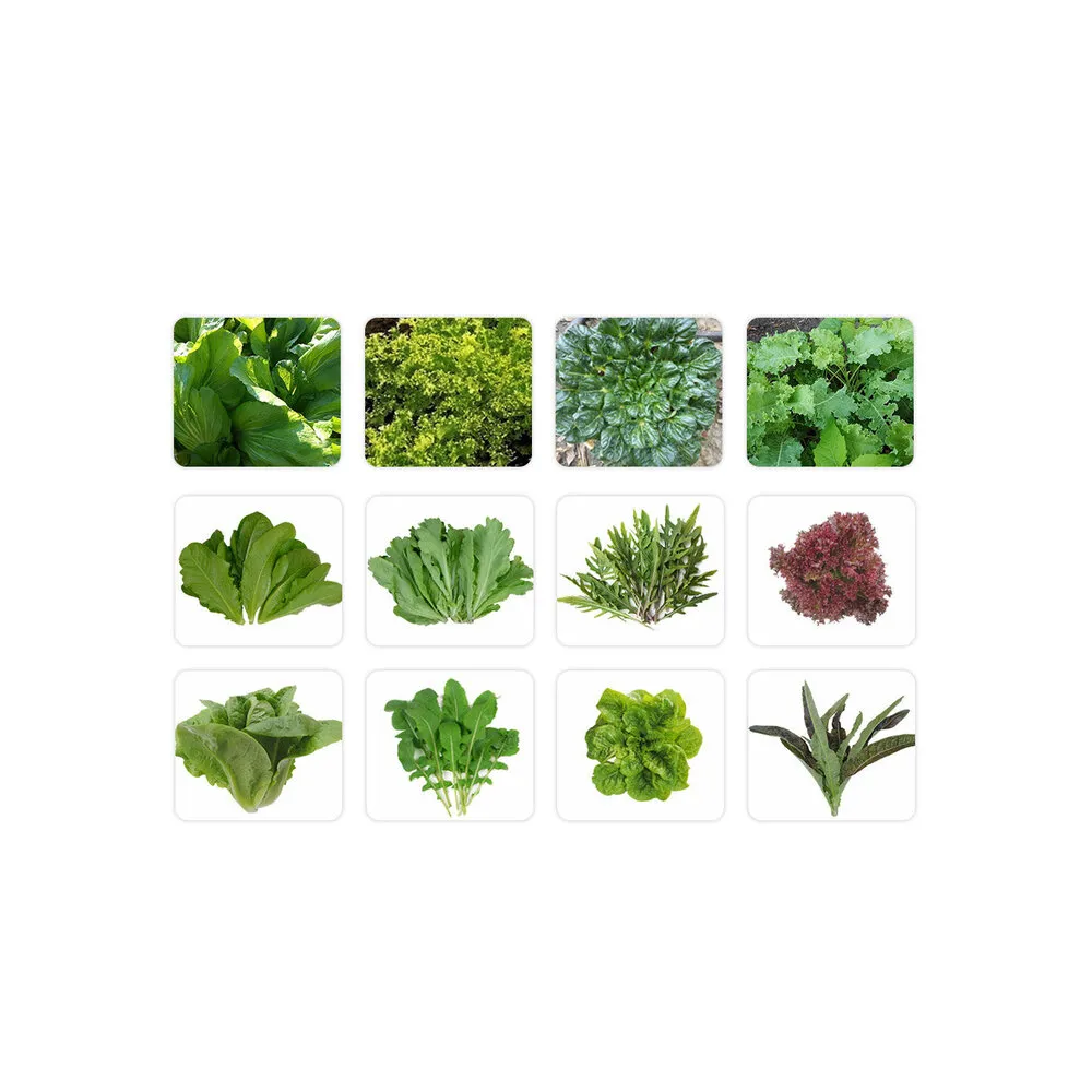 【蔬菜工坊】新手秋冬可栽培短期收成葉菜類種子系列(各包裝數量詳見內文及圖片)
