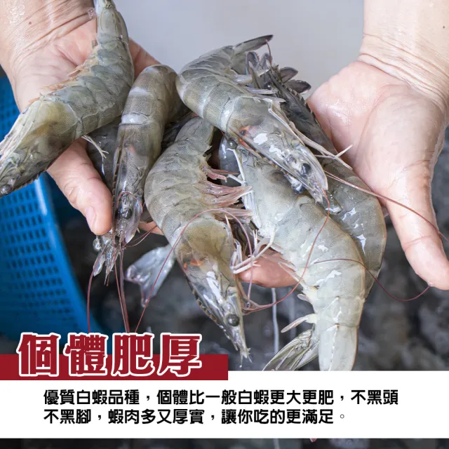 【三頓飯】野放活凍超大中南美洲馬白蝦 2盒組(600g/盒 約10-20尾/盒)