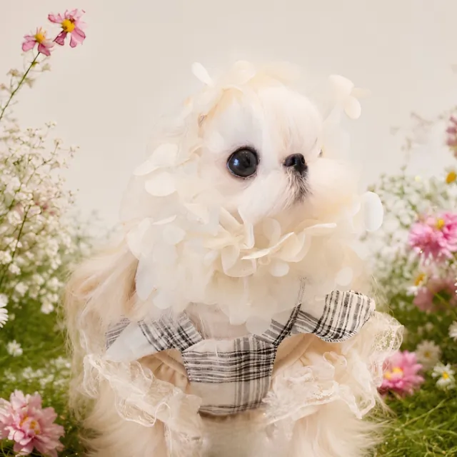 【Zoobulous 玩玩動物園】寵物耳套Snood｜花園精靈珍珠花精 (寵物耳套/長毛貓狗共用/寵物配件)