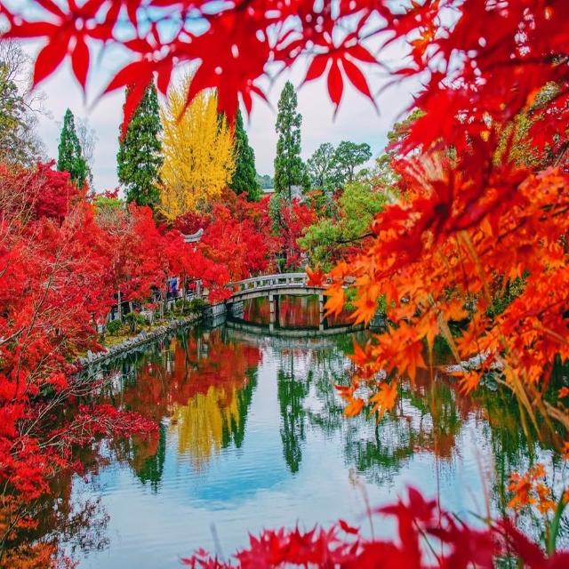 【喜鴻假期】★高雄出發．關西紅葉美食饗宴５日★螃蟹吃到飽、近江牛、八幡堀遊船、宇治茶鄉、楓葉名所