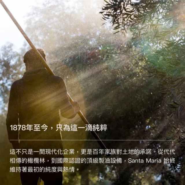 葡萄牙 Santa Maria 特級初榨橄欖油 1000mlx3 (玻璃裝)