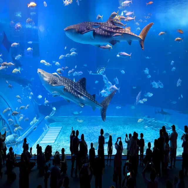 【喜鴻假期】★高雄出發.玩樂沖繩無購物4日★星宇航空、水族館、系滿魚市場、比嘉酒造、古宇利島
