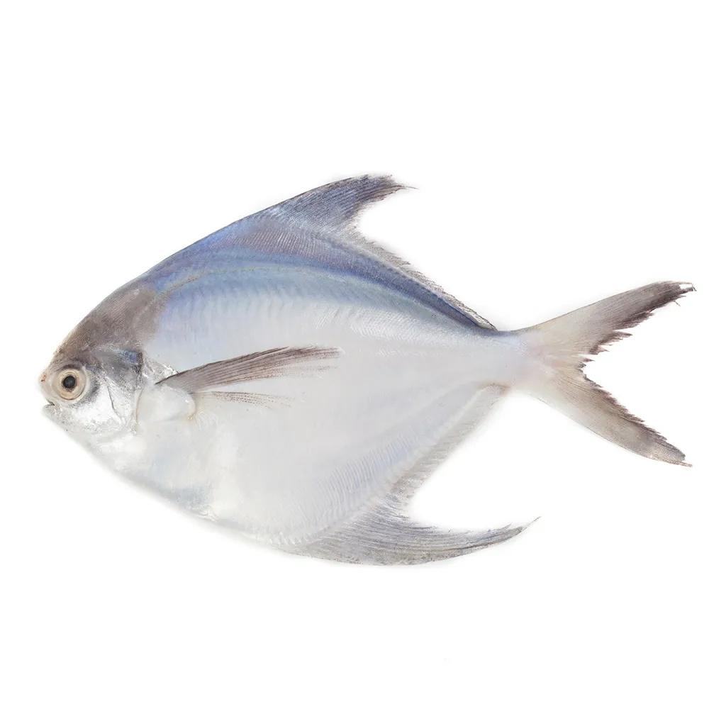 【海鮮主義】年節必備白鯧魚(2入/組-每尾500g)