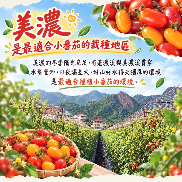 【初品果】美濃達哥雙色橙蜜香小番茄3斤x8盒(紅蜜+橙蜜金瑩_產銷履歷_送禮/禮盒/水果禮盒)