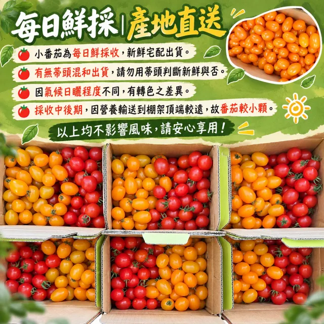 【初品果】美濃達哥雙色橙蜜香小番茄3斤x1盒(紅蜜+橙蜜金瑩_產銷履歷_送禮/禮盒/水果禮盒)