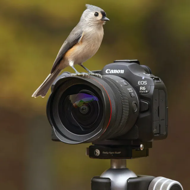 【Canon】EOS R6 Mark III R6M3 BODY 單機身 (公司貨) 全片幅無反微單眼相機 R63 BODY
